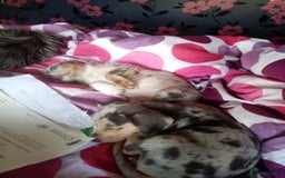 Mixed Breed dogs for sale: Miniature Dashound  - Advert 12