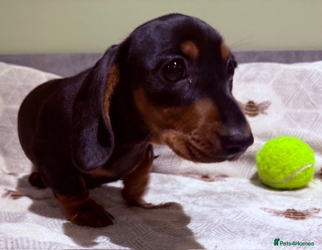 Miniature Dachshund dogs for sale: Ruby and Marley pups - Advert 28