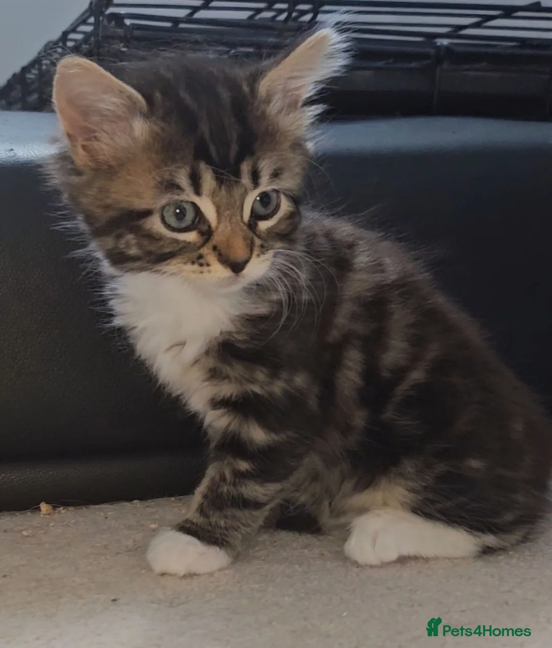 Mixed Breed cats for sale: 2 beautiful fluffy kittens for sale  - Advert 6