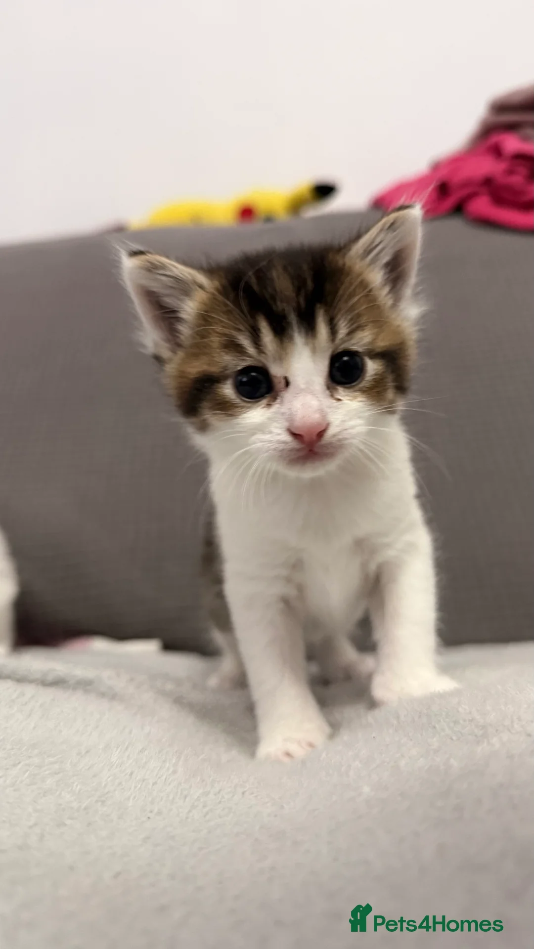 Mixed Breed cats for sale: Beautiful kittens for sale - Advert 2