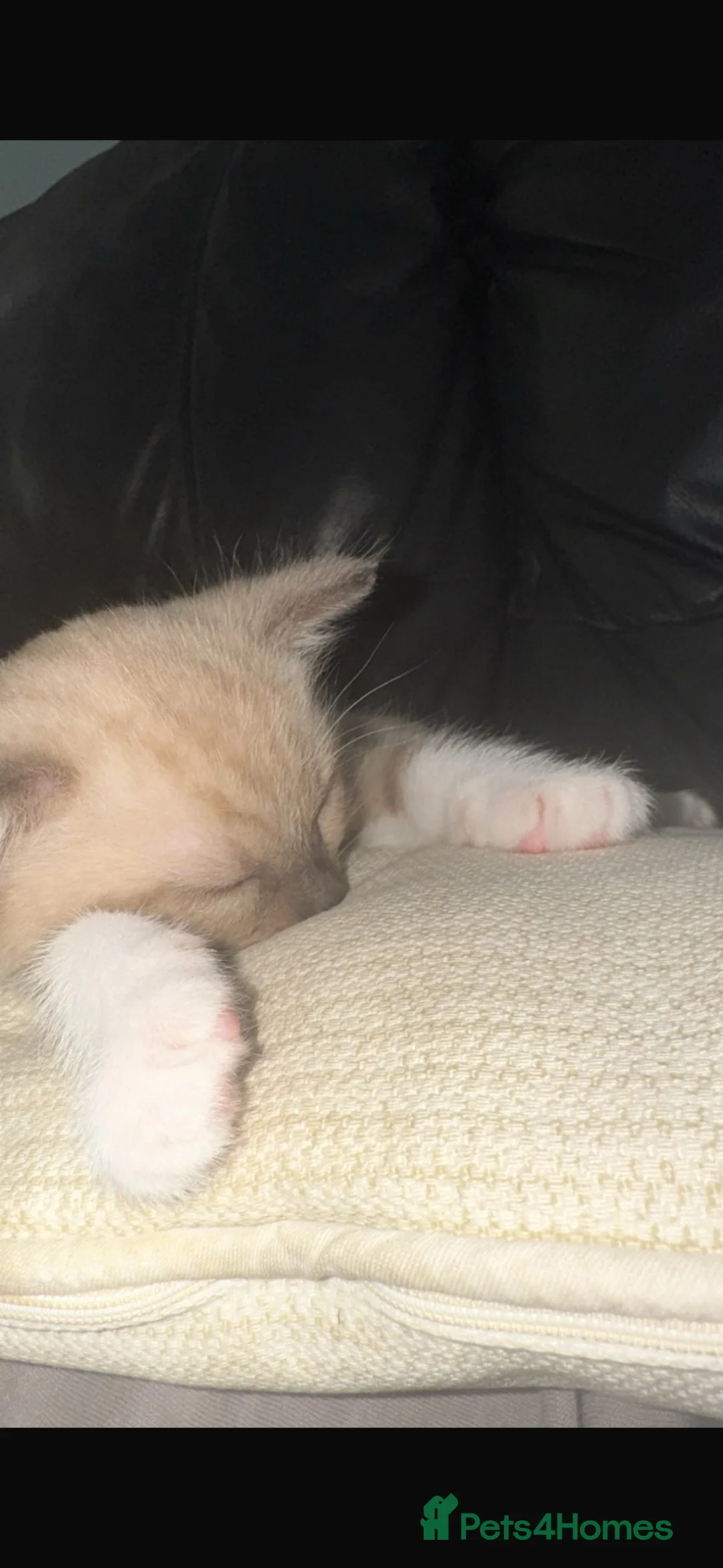 Mixed Breed cats for sale: Ragdoll X Bengal kittens - Advert 10
