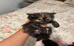 American Curl cats for sale: American curl kittens  - Image 3