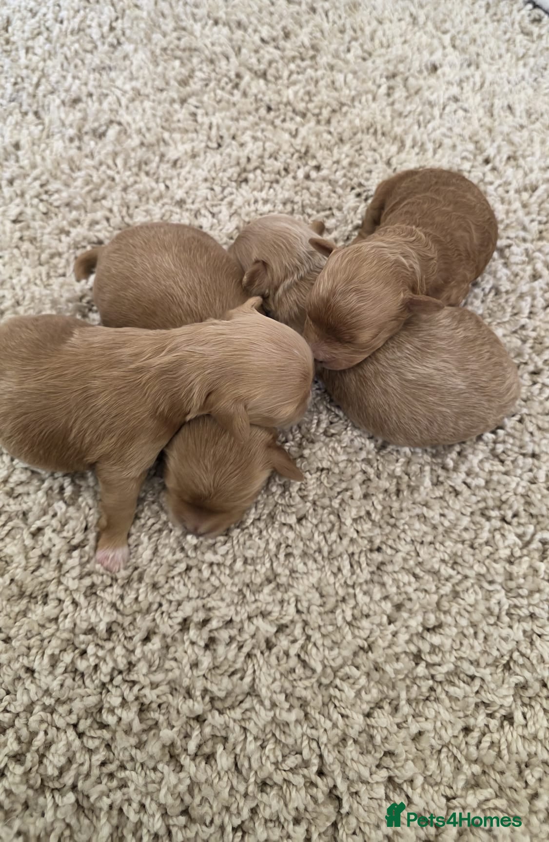 Maltipoo dogs Beautiful tiny Maltipoo puppies 🐶 - Advert 13