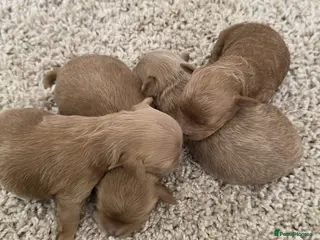 Maltipoo dogs Beautiful tiny Maltipoo puppies 🐶 - Advert 5