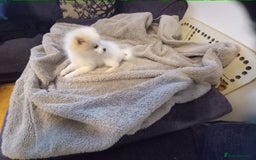 Pomeranian dogs for sale: Bautiful pomeranian puppies - Image 8