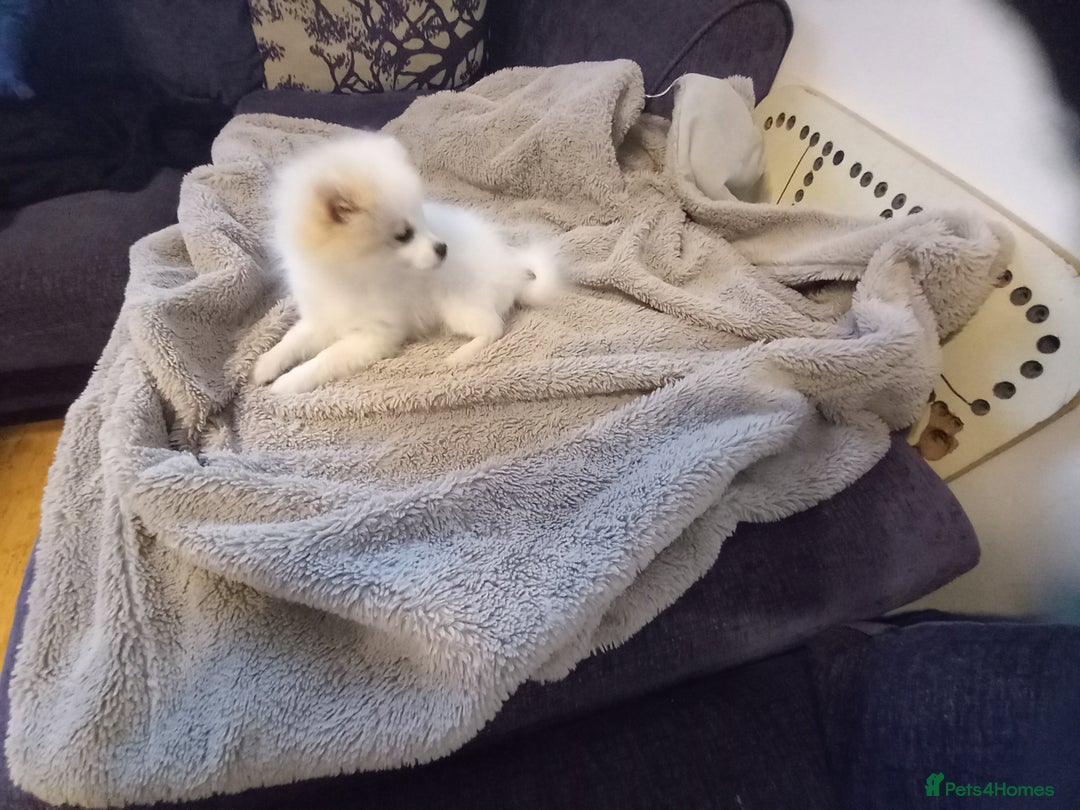 Pomeranian dogs for sale: Bautiful pomeranian puppies - Image 8