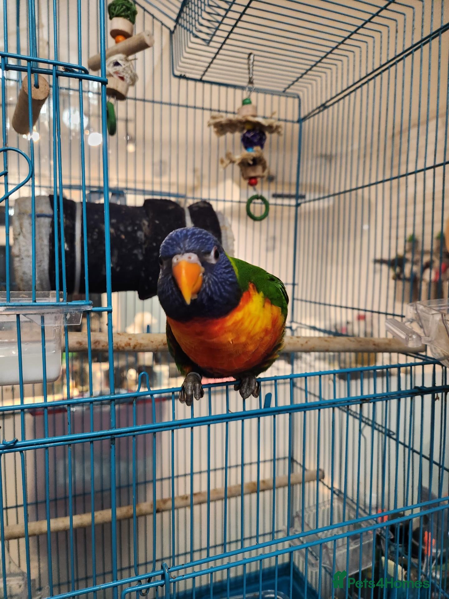 Lorikeets birds for sale: Talking Lorikeet – Looking for a Loving Home - Advert 1