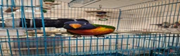 Lorikeets birds for sale: Talking Lorikeet – Looking for a Loving Home - Advert 1