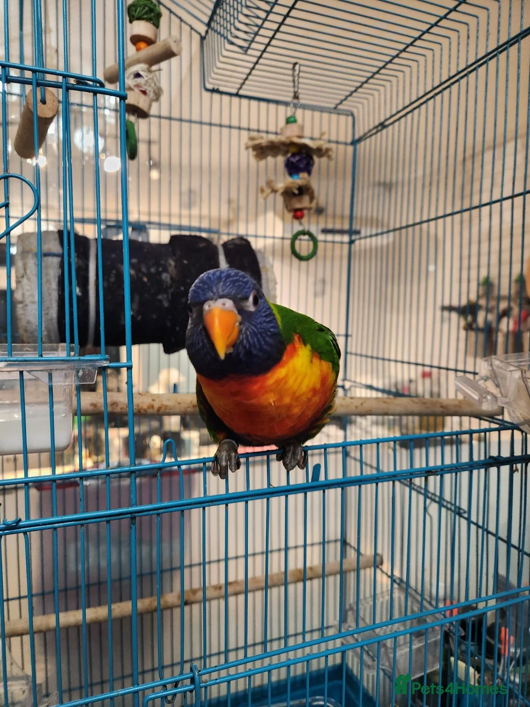 Lorikeets birds for sale: Talking Lorikeet – Looking for a Loving Home - Advert 1