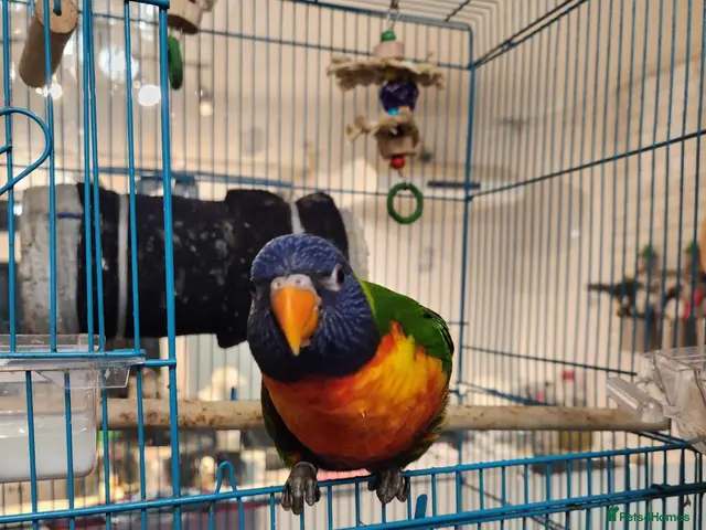 Lorikeets birds for sale: Talking Lorikeet – Looking for a Loving Home - Advert 1