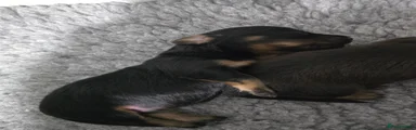 Dachshund Puppy 5