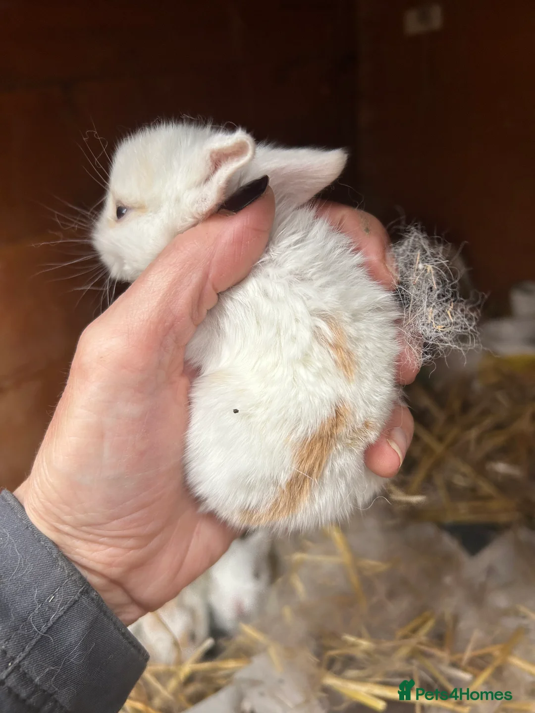 Mini Lop rabbits for sale: Beautiful baby mini lop bunnies ready March  - Advert 4