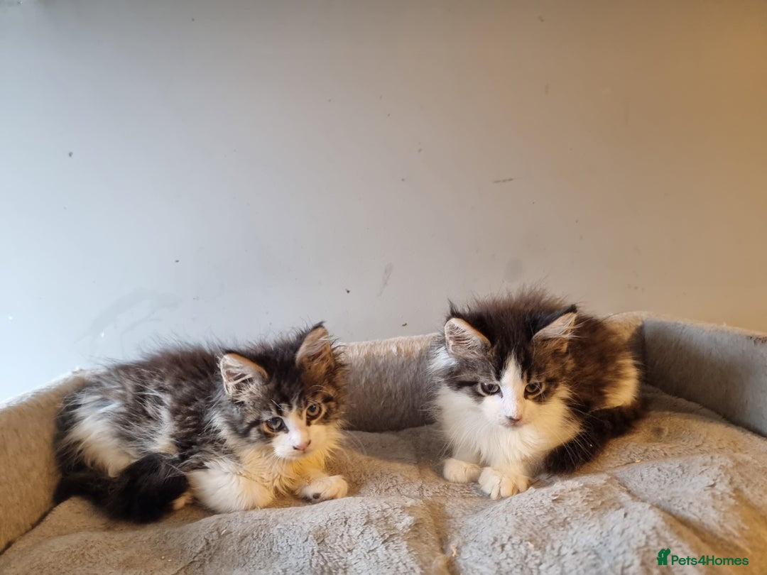 Maine Coon cats for sale: Beautiful Maine Coon kittens  - Advert 7