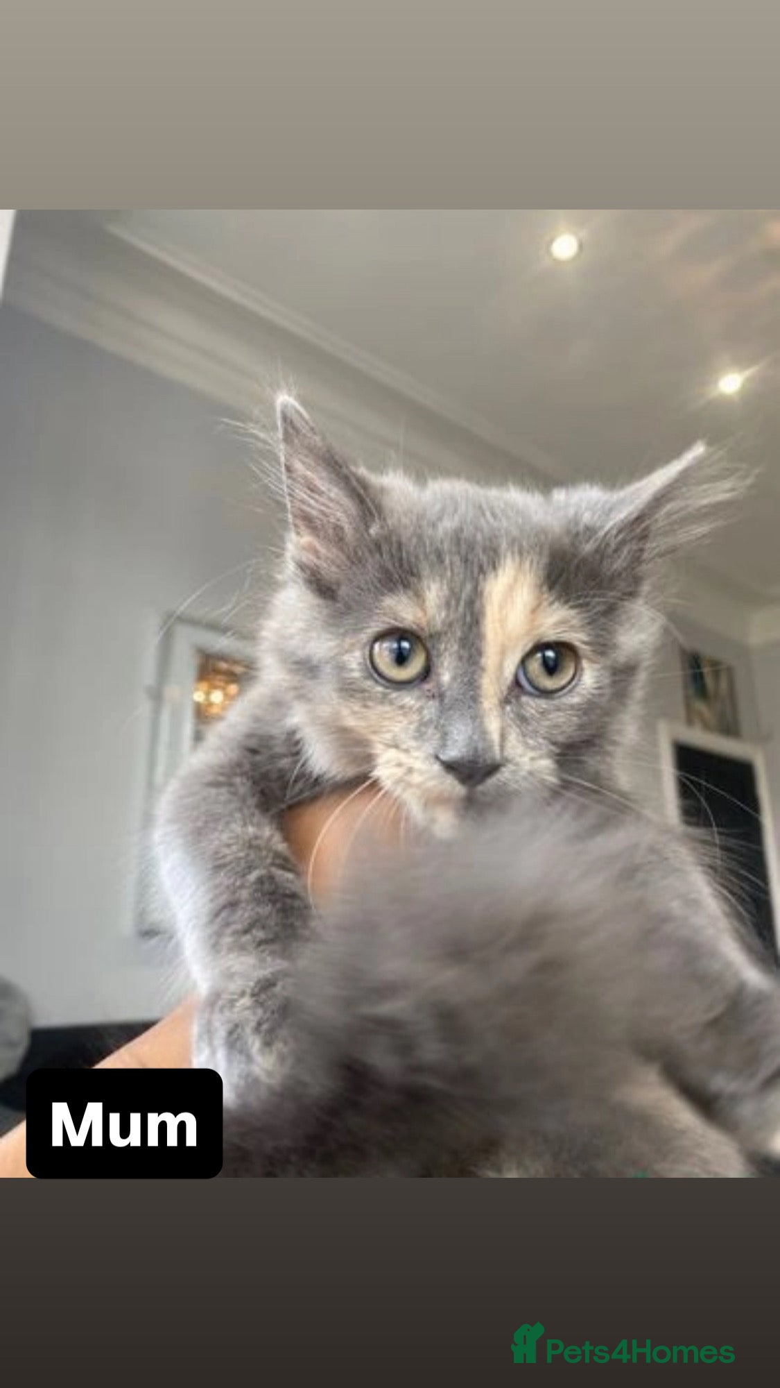 Maine Coon cats Adorable Half-Maine Coon Kittens - Advert 1