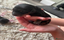 Miniature Dachshund dogs for sale: Miniature Dachshund Puppies   in Pontefract - Image 24