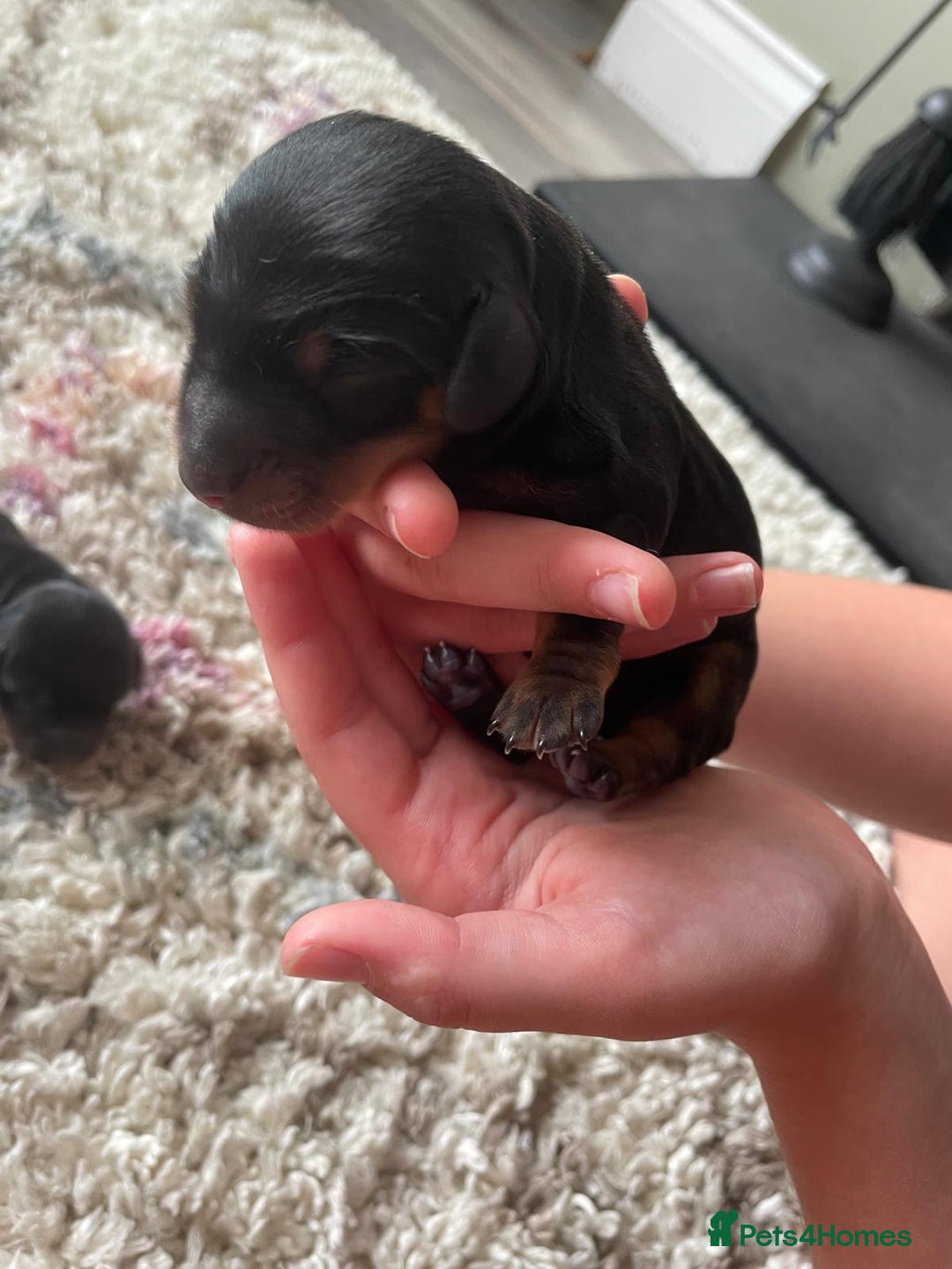 Miniature Dachshund dogs for sale: Miniature Dachshund Puppies   in Pontefract - Image 24