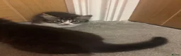 British Shorthair cats for sale: 7 short hair kittens  - Advert 2