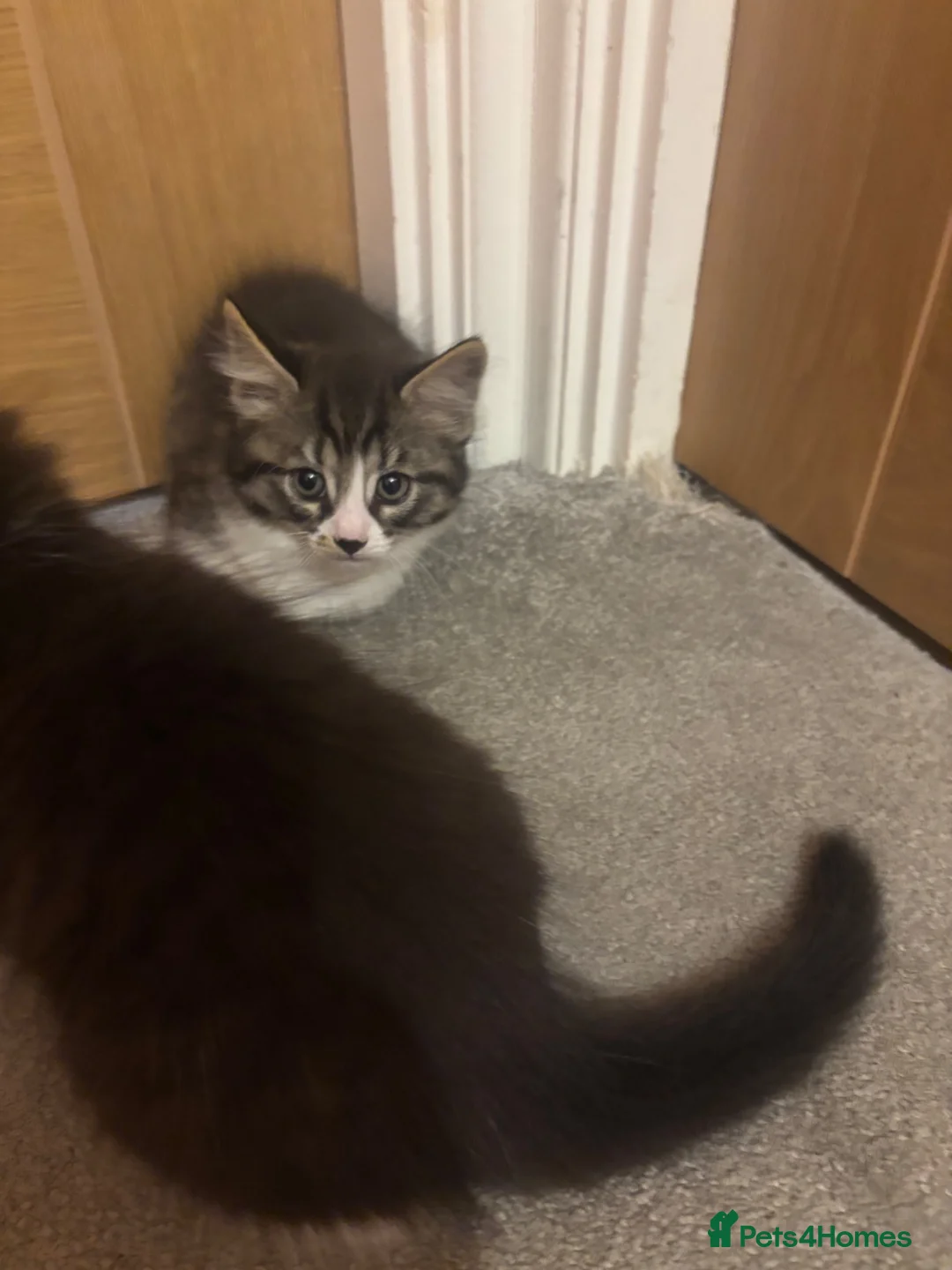 British Shorthair cats for sale: 7 short hair kittens  - Advert 2
