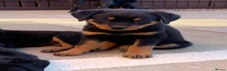 Rottweiler dogs for sale: AMAZING PEDIGREE REGISTERED ROTTWEILER PUPPIES - Advert 4