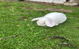 English rabbits for sale:  lop mixed  - Image 2