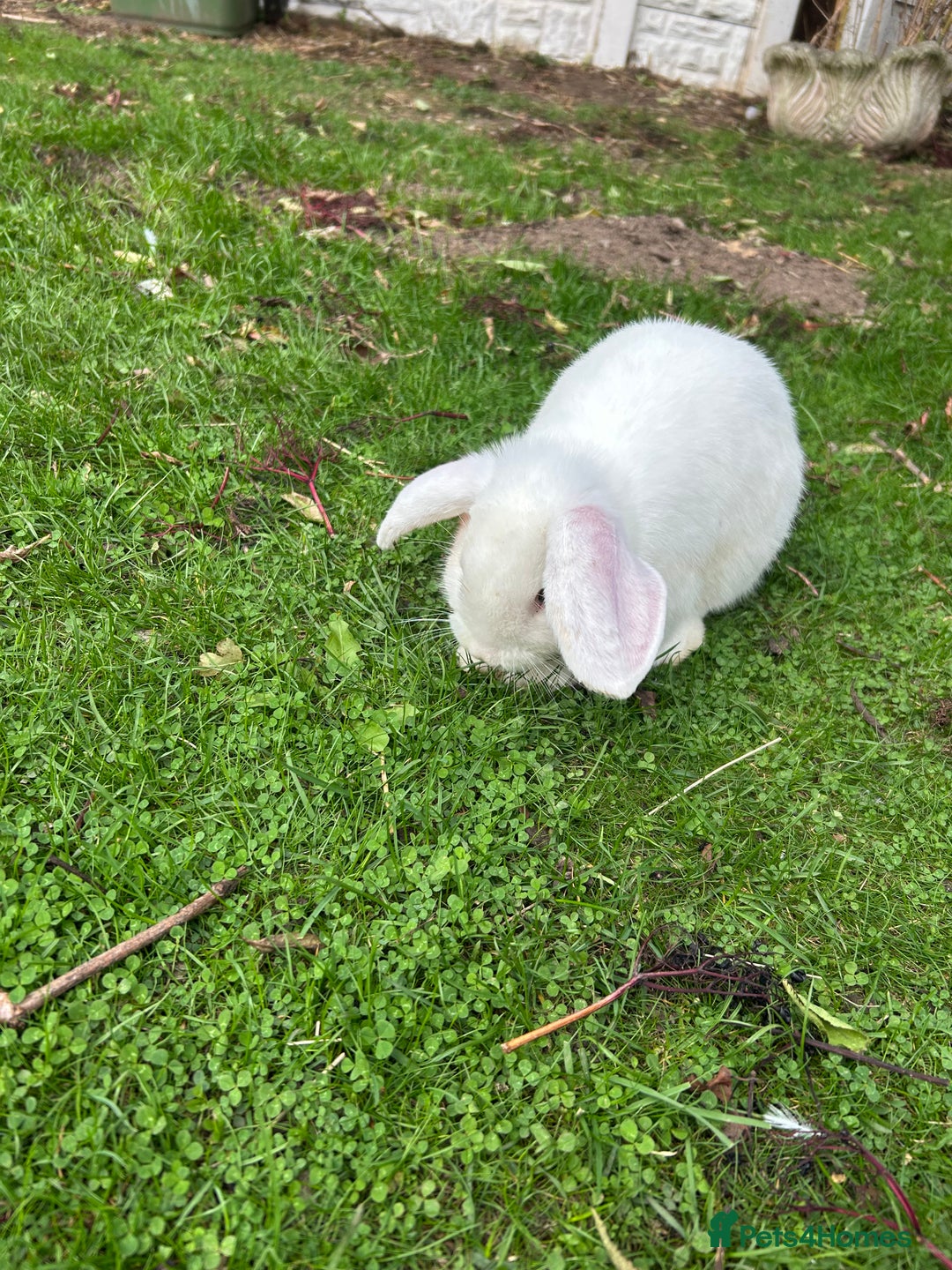 English rabbits for sale:  lop mixed  - Image 2