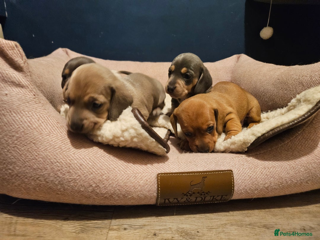 Miniature Dachshund dogs for sale: Kc registers mini smoothaired dachshund puppies - Advert 10