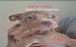 American Bulldog dogs for sale: Pocket bullie pups  - Image 3