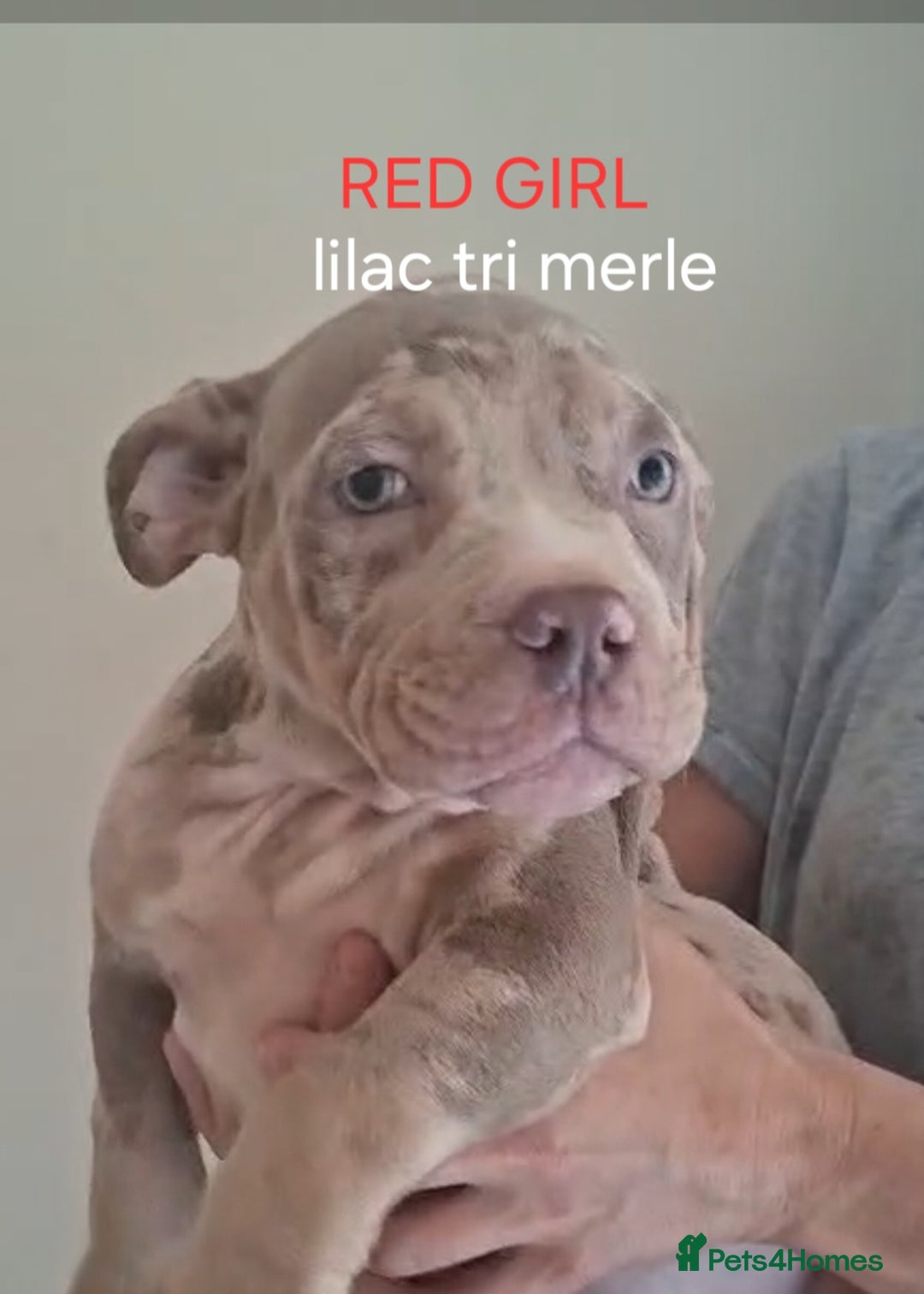 American Bulldog dogs for sale: Pocket bullie pups  - Image 3