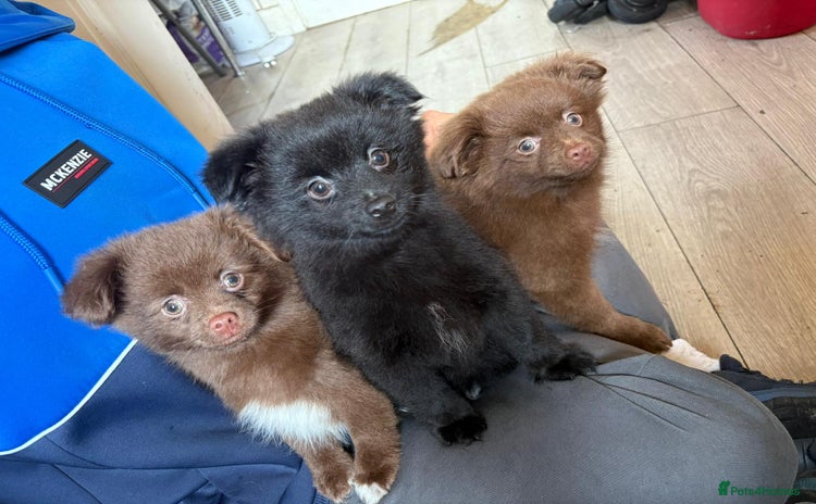 Pomeranian dogs - Advert 1