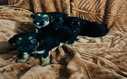 Jack Russell dogs for sale: Jack Russell Puppies  - Image 2