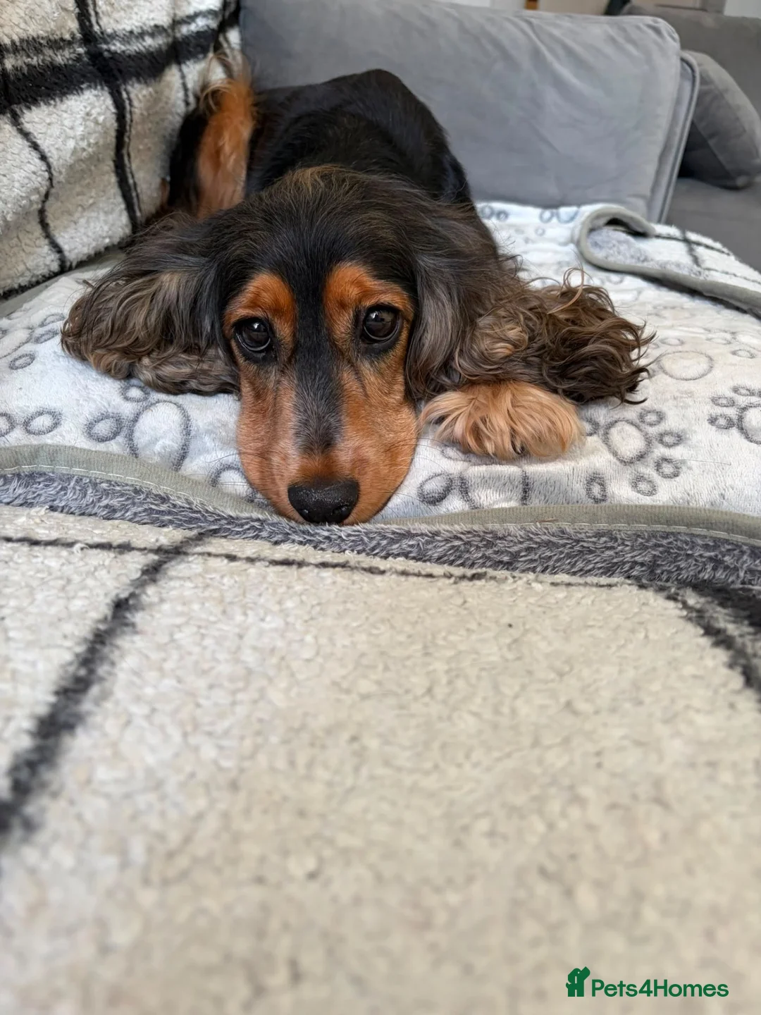 Cocker Spaniel dogs for sale: Show cocker spaniel in London  in London - Advert 2