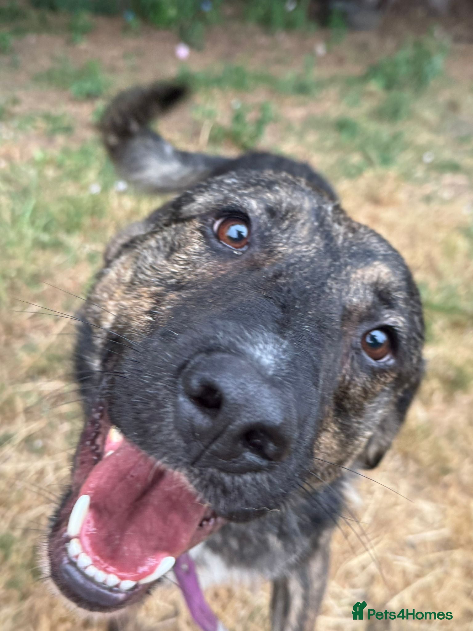 Mixed Breed dogs Meet brilliant Bertie!!!  - Advert 1