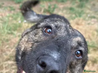 Mixed Breed dogs Meet brilliant Bertie!!! - Advert 1