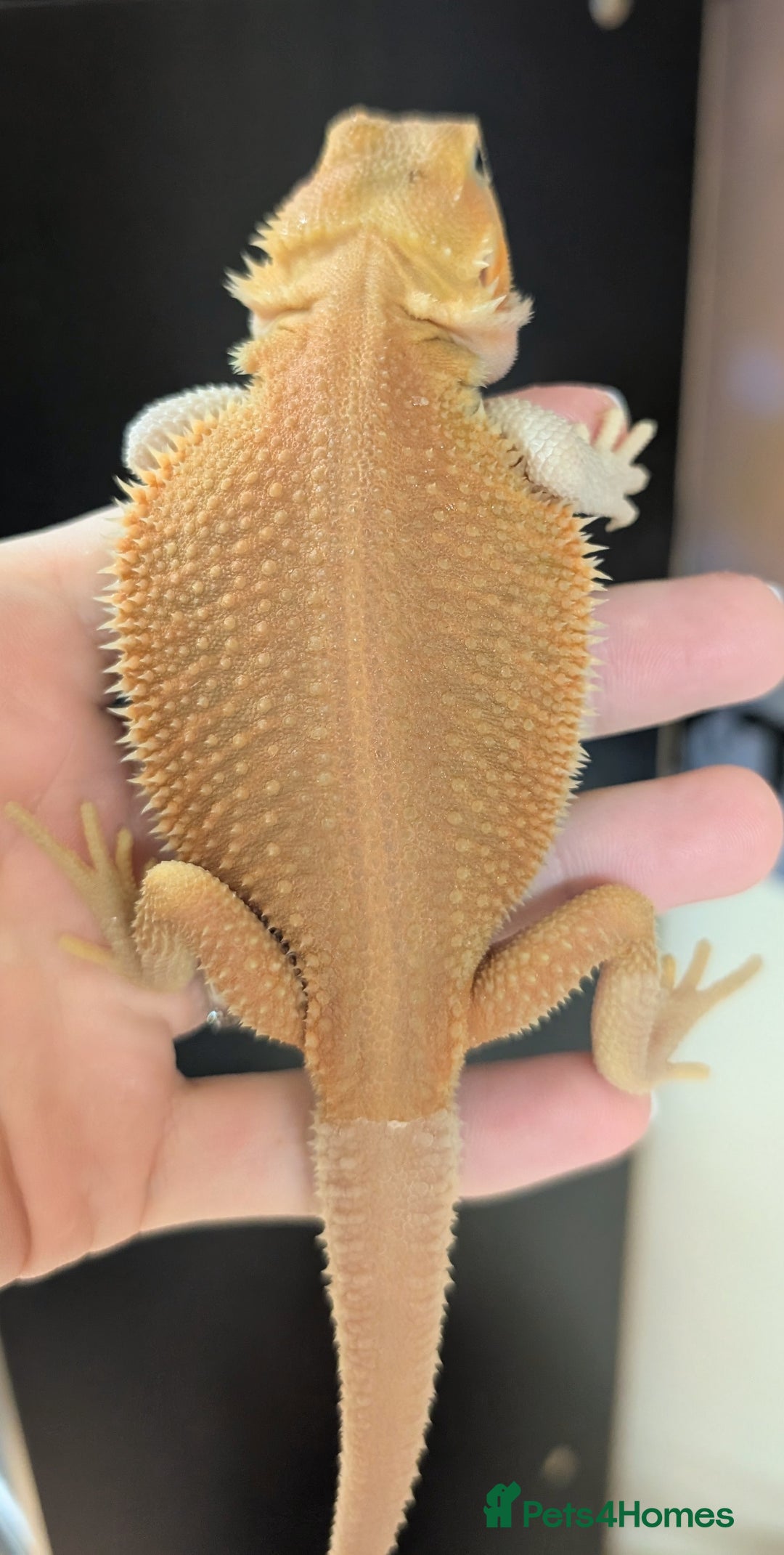 Bearded Dragon reptiles for sale: Witblits Bearded Dragon Babies ready now  - Image 4