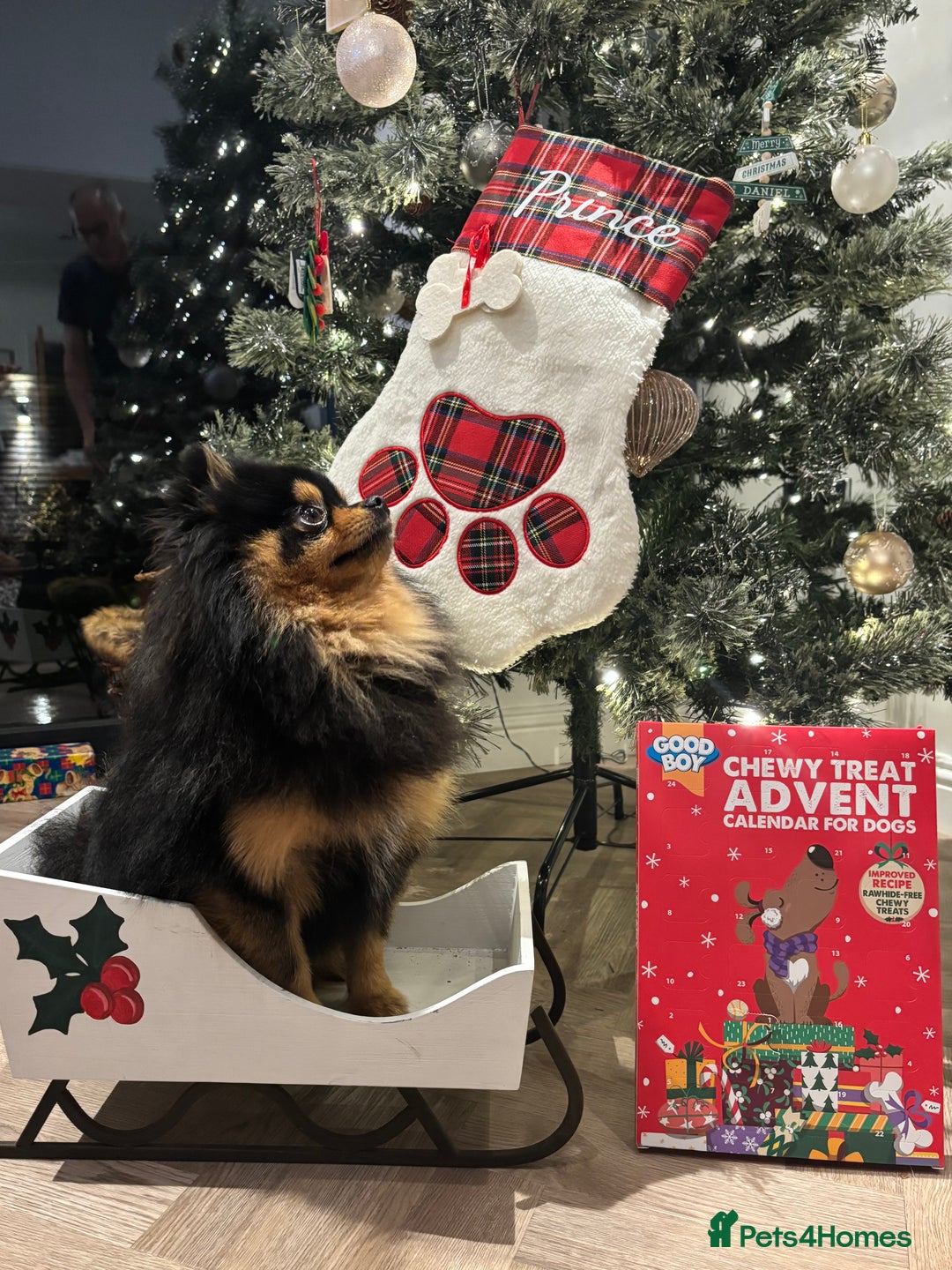 Pomeranian dogs for stud: Prince available for stud services  - Advert 3