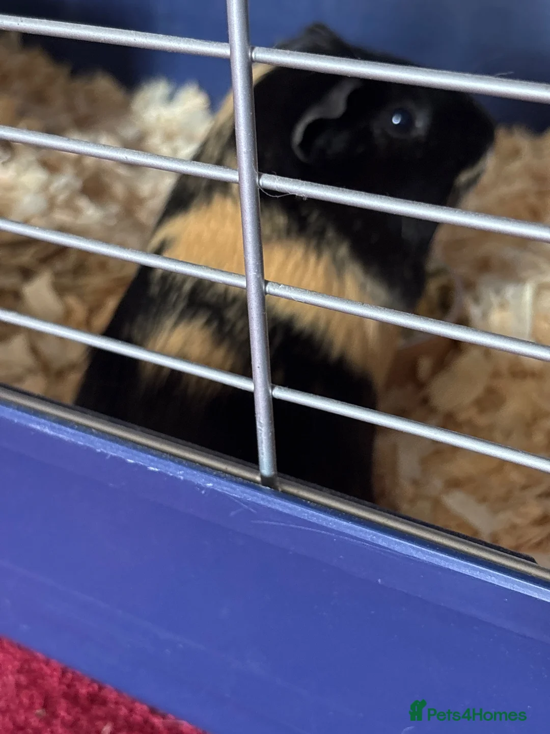 Guinea Pig rodents for sale: 2 boy ginuea pigs Pepsi and cola in Cambridge - Advert 2