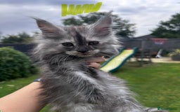 Maine Coon cats for sale: Maine coon kittens  - Image 11