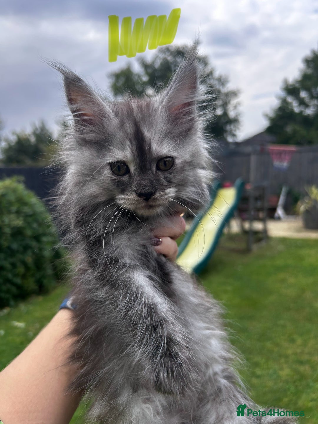 Maine Coon cats for sale: Maine coon kittens  - Image 11