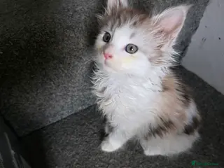 Maine Coon cats MAINE COON KITTENS - Advert 17