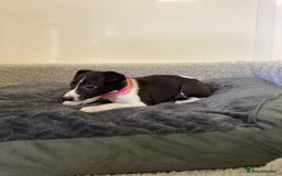 Whippet dogs for sale: Whippet puppies  - Image 18