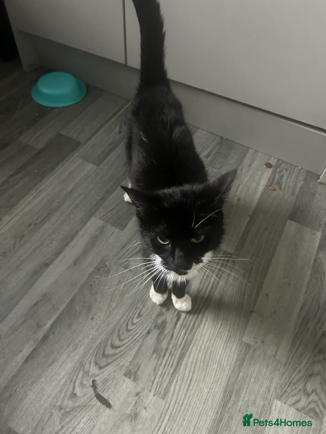 Mixed Breed cats for sale: Kittens for sale!! in West Bromwich - Advert 2