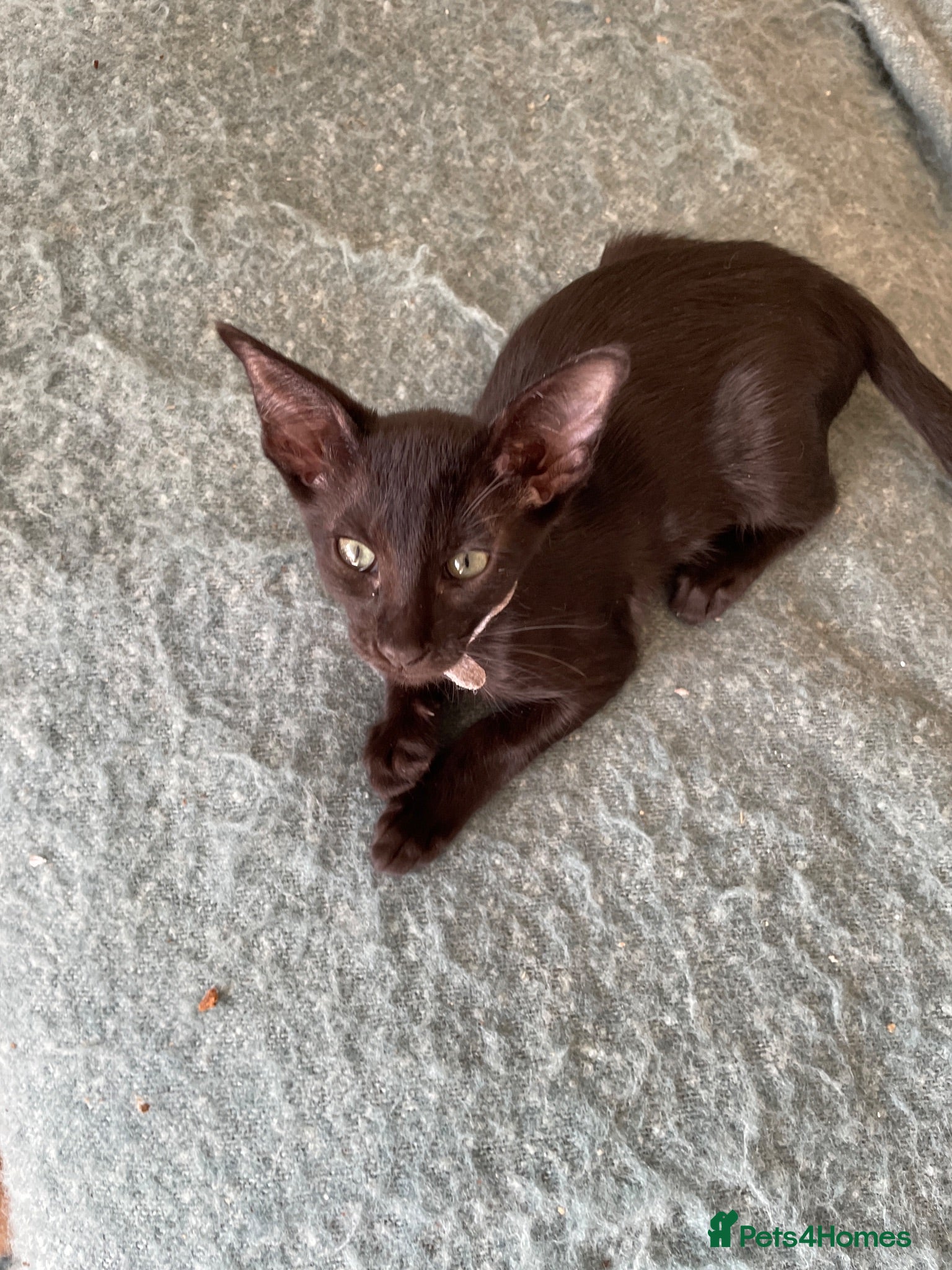 Oriental cats 6 stunning oriental kittens available now - Advert 2