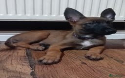 Belgian Shepherd Dog dogs for sale: Belgian malinois puppies for sale  - Image 9