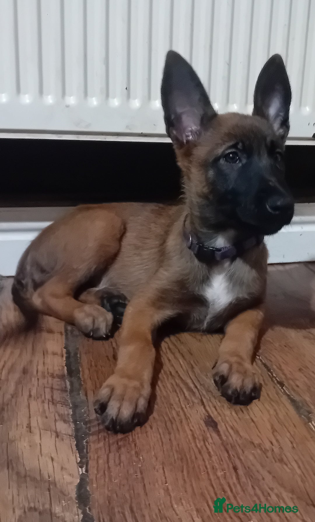 Belgian Shepherd Dog dogs for sale: Belgian malinois puppies for sale  - Image 9