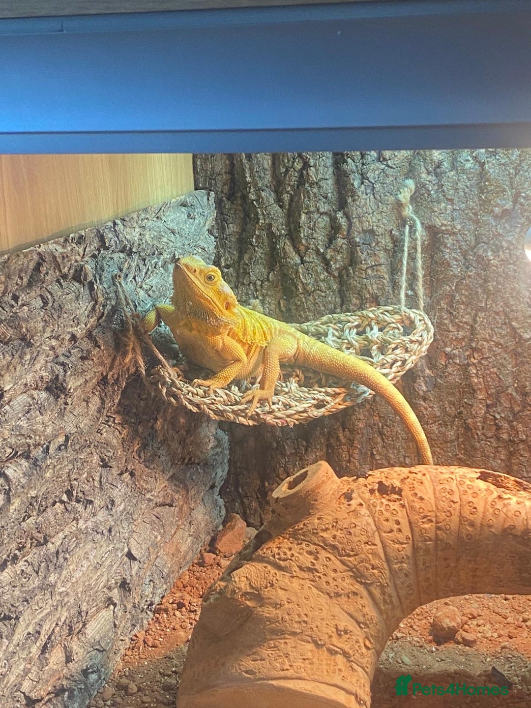 Bearded Dragon reptiles for sale: Bearded Dragon with Viv & complete set up £350 - Advert 4