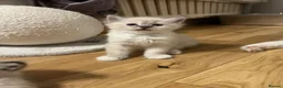 Ragdoll cats for sale: Stunning ragdoll kittens - Advert 20