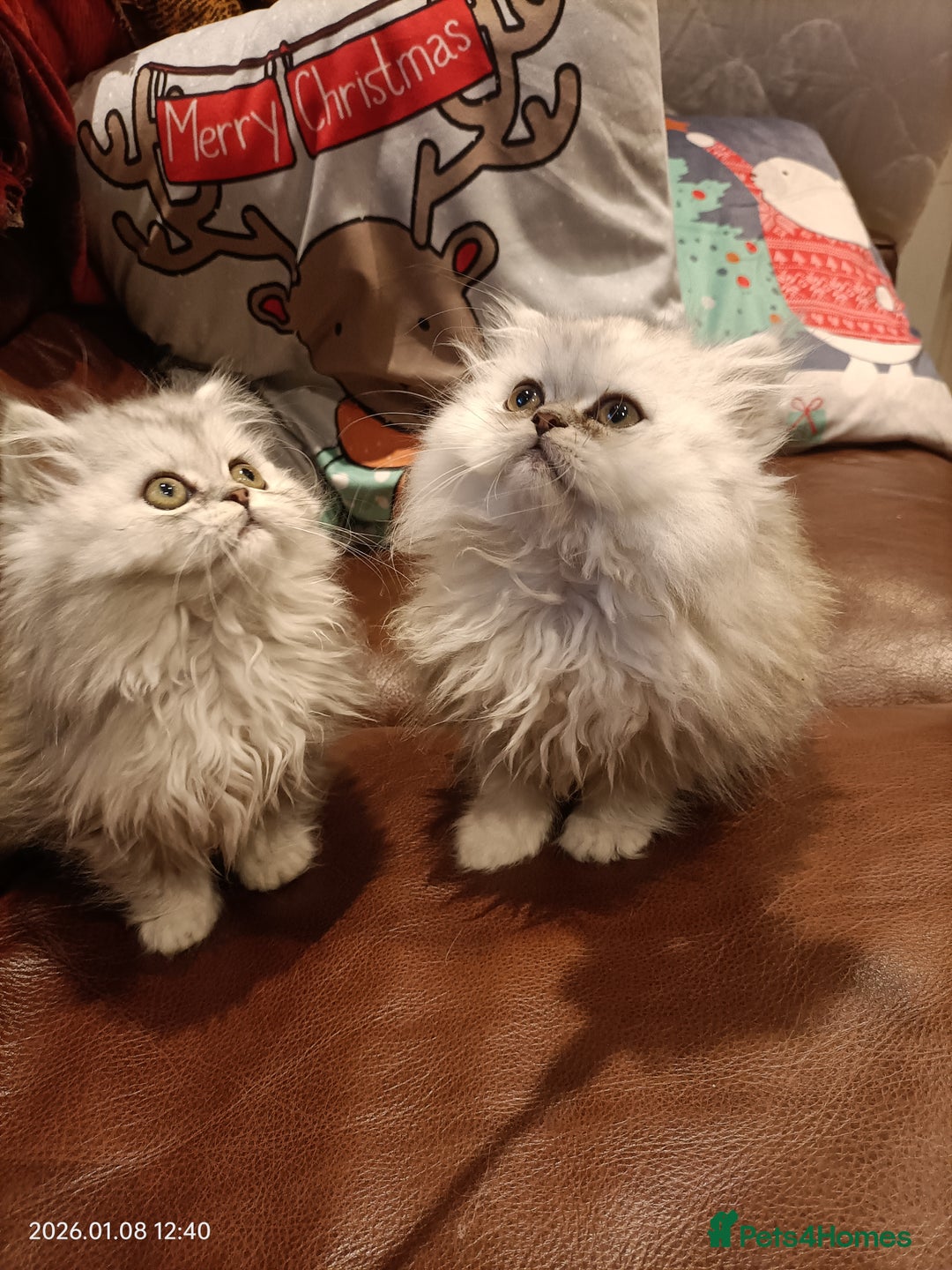 Persian cats for sale: Beautiful fluffy balls  - Advert 5