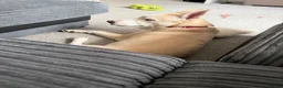 Mixed Breed dogs for sale: Rocky  in Mexborough - Advert 5