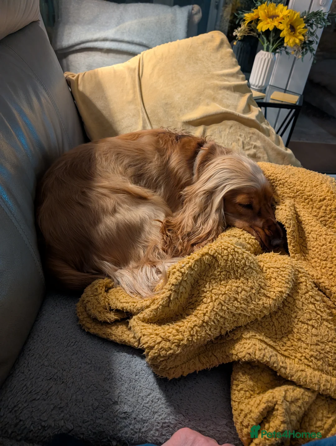 Cocker Spaniel dogs for sale: Cocker Spaniel (Ruby) - Advert 2