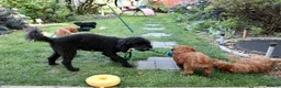Miniature Poodle dogs for sale: Miniature Poodles in Northolt - Advert 4